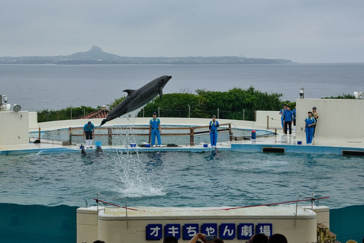 dolphin