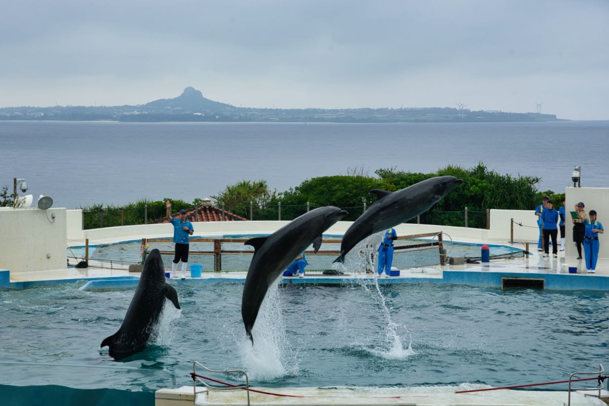 dolphin