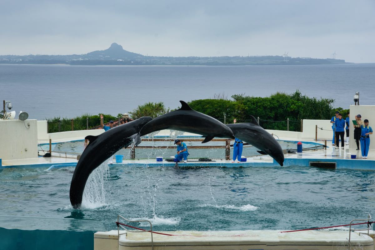 dolphin