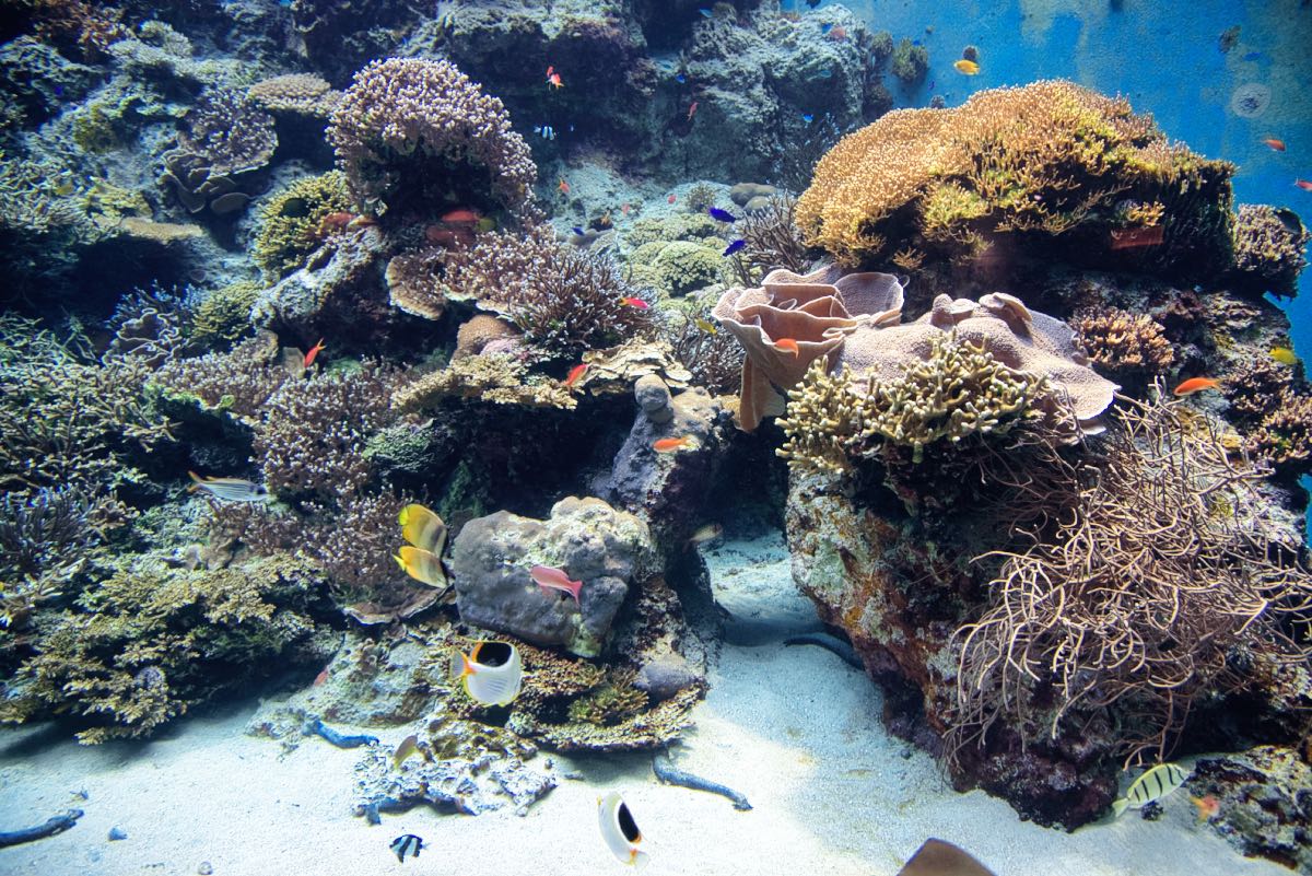 aquarium