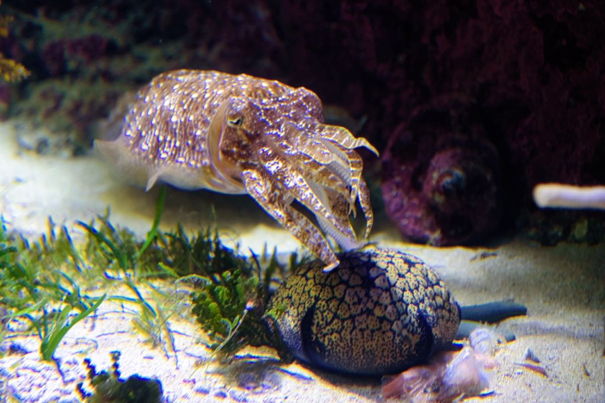 aquarium