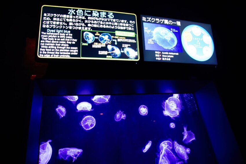aquarium