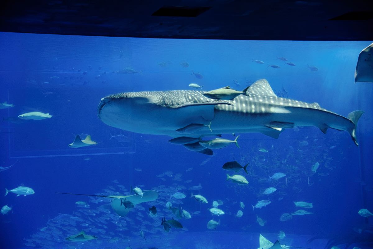 aquarium