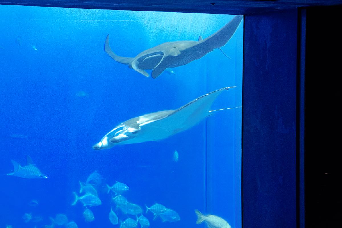 aquarium