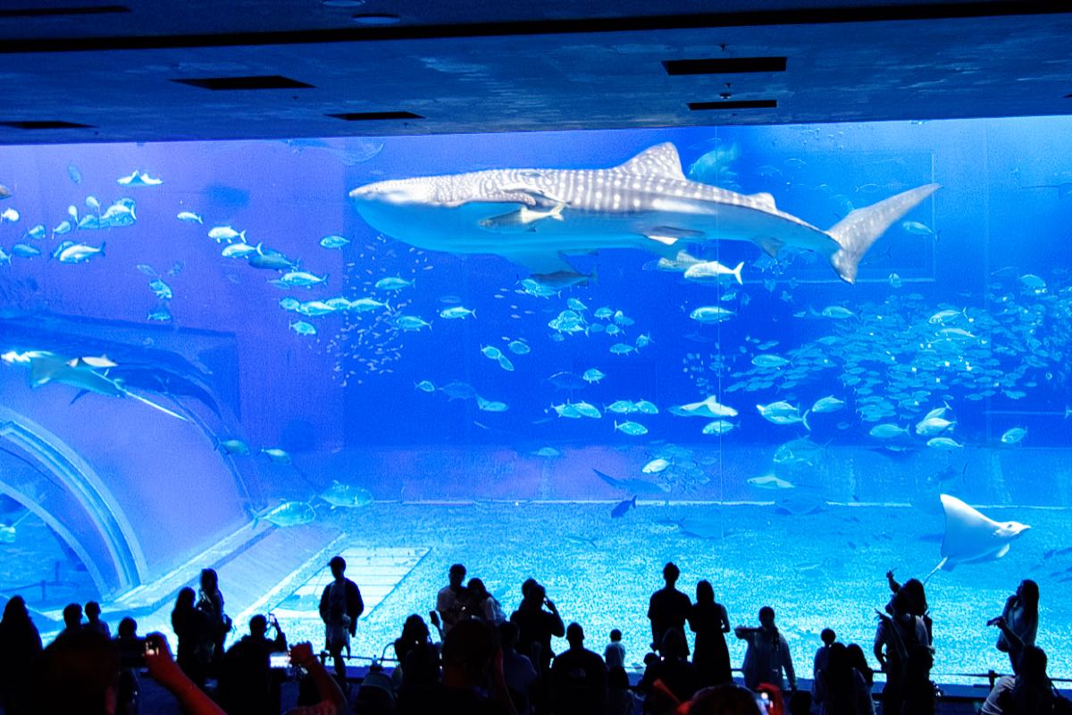 aquarium