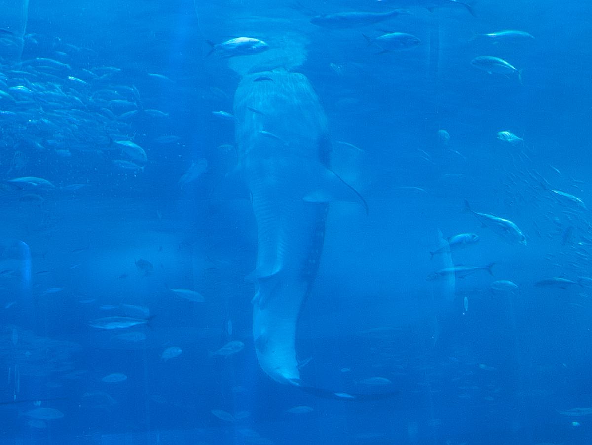 aquarium