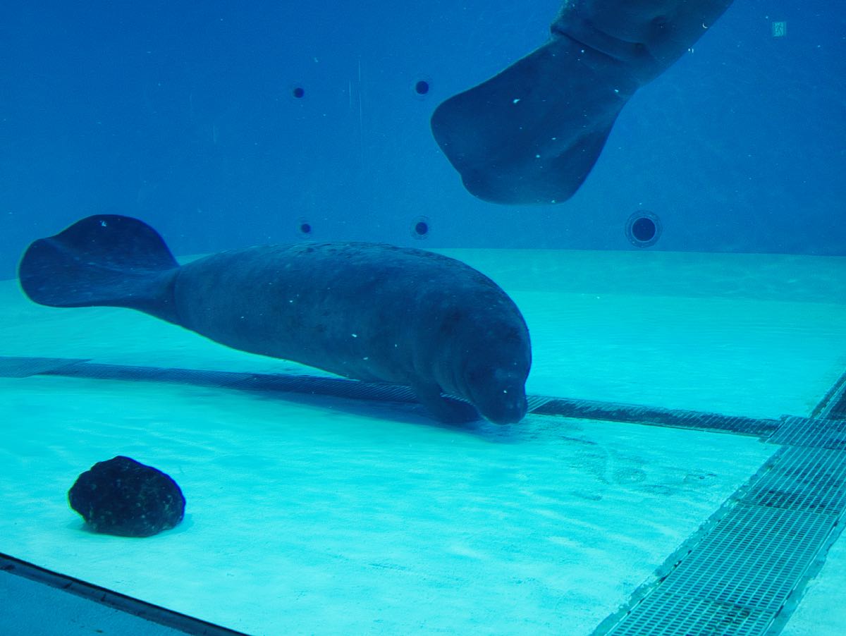 manatee