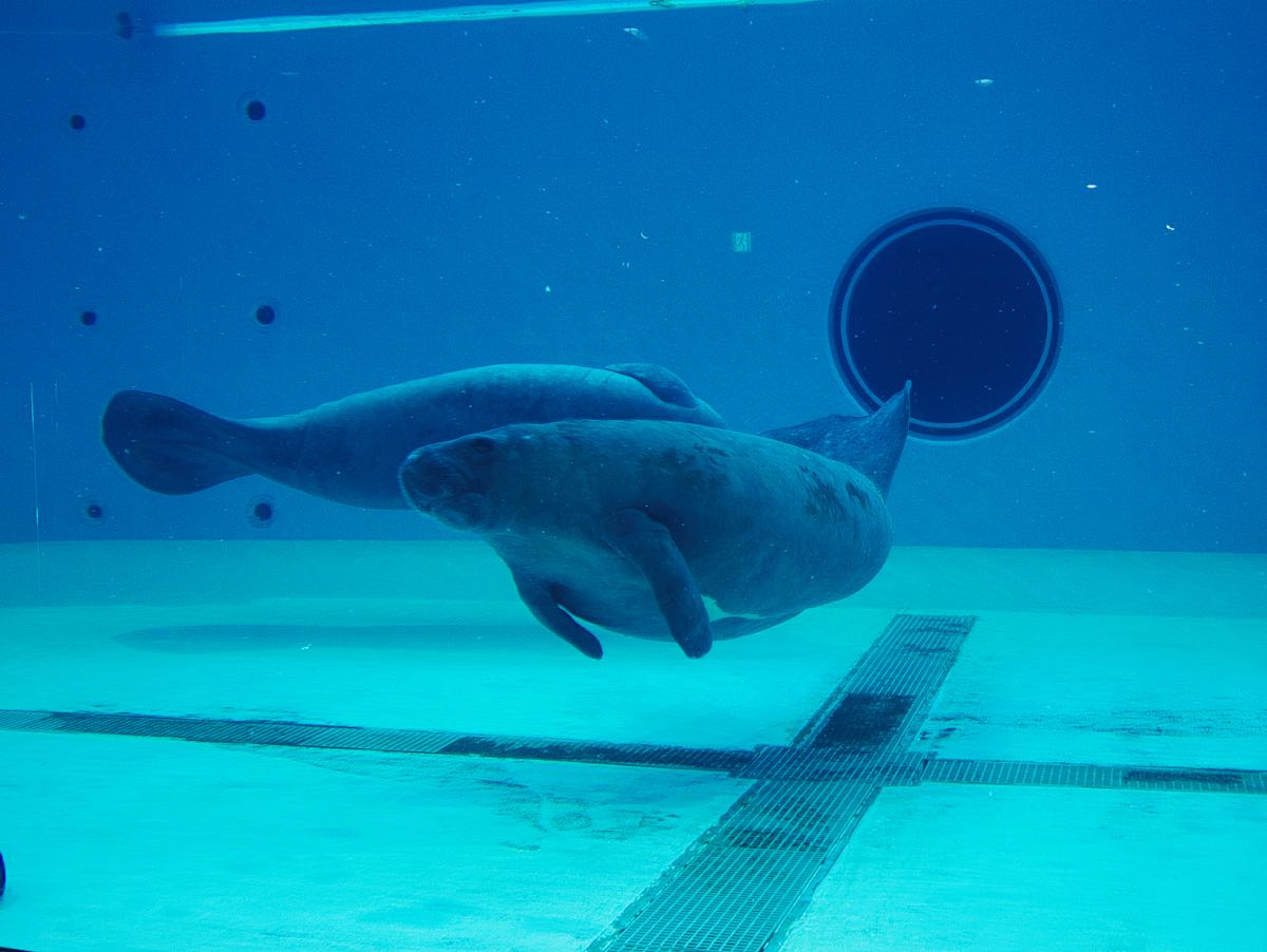 manatee